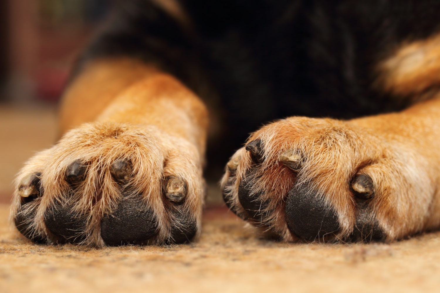 Dog nail trimming Portsmouth