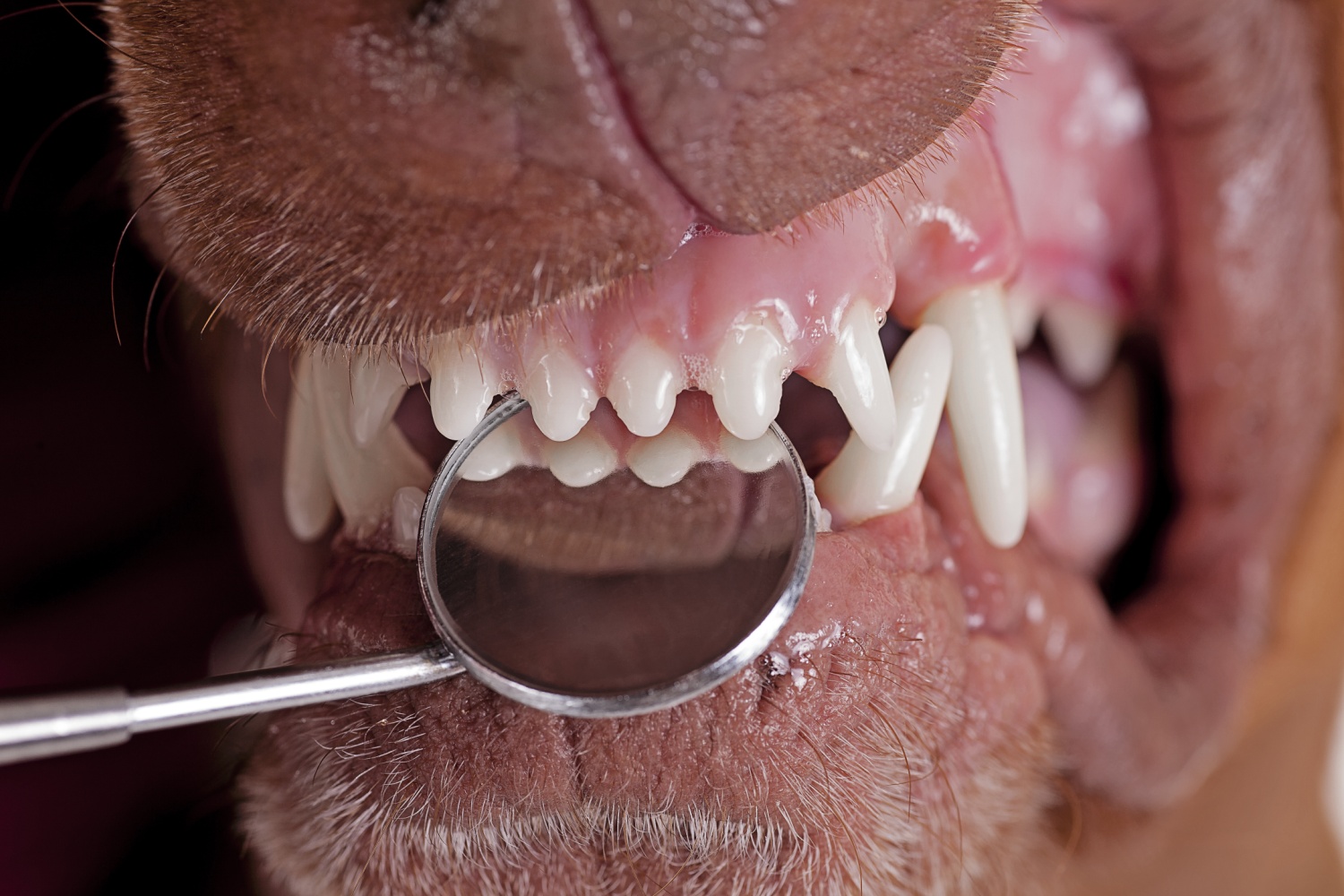 Dog teeth cleaning Portsmouth